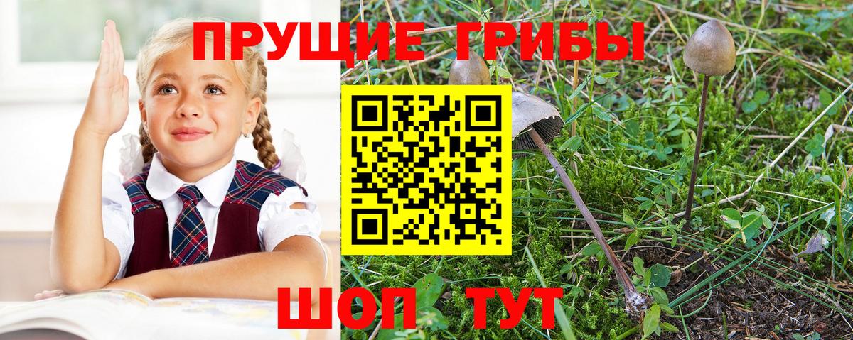 Галлюциногенные грибы GOLDEN TEACHER Гусь-Хрустальный